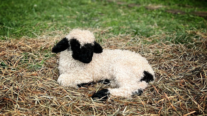 Rustic barn on Tennessee farm