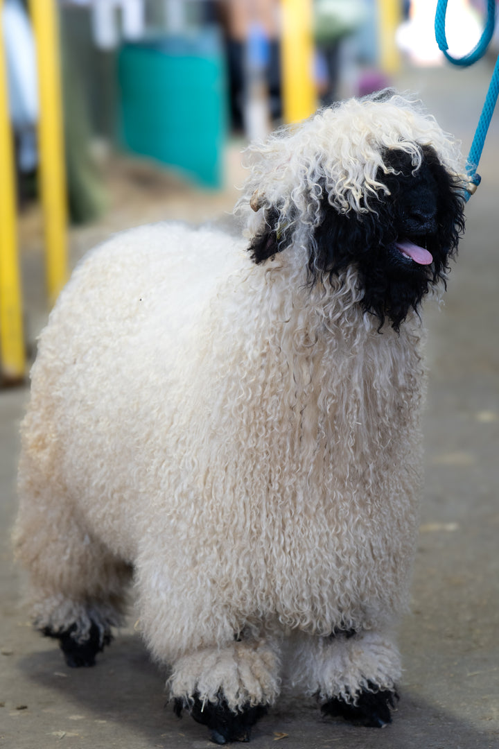 Frozen Semen - Mezcal