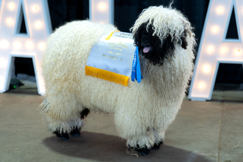 Close-up of Valais Blacknose sheep face