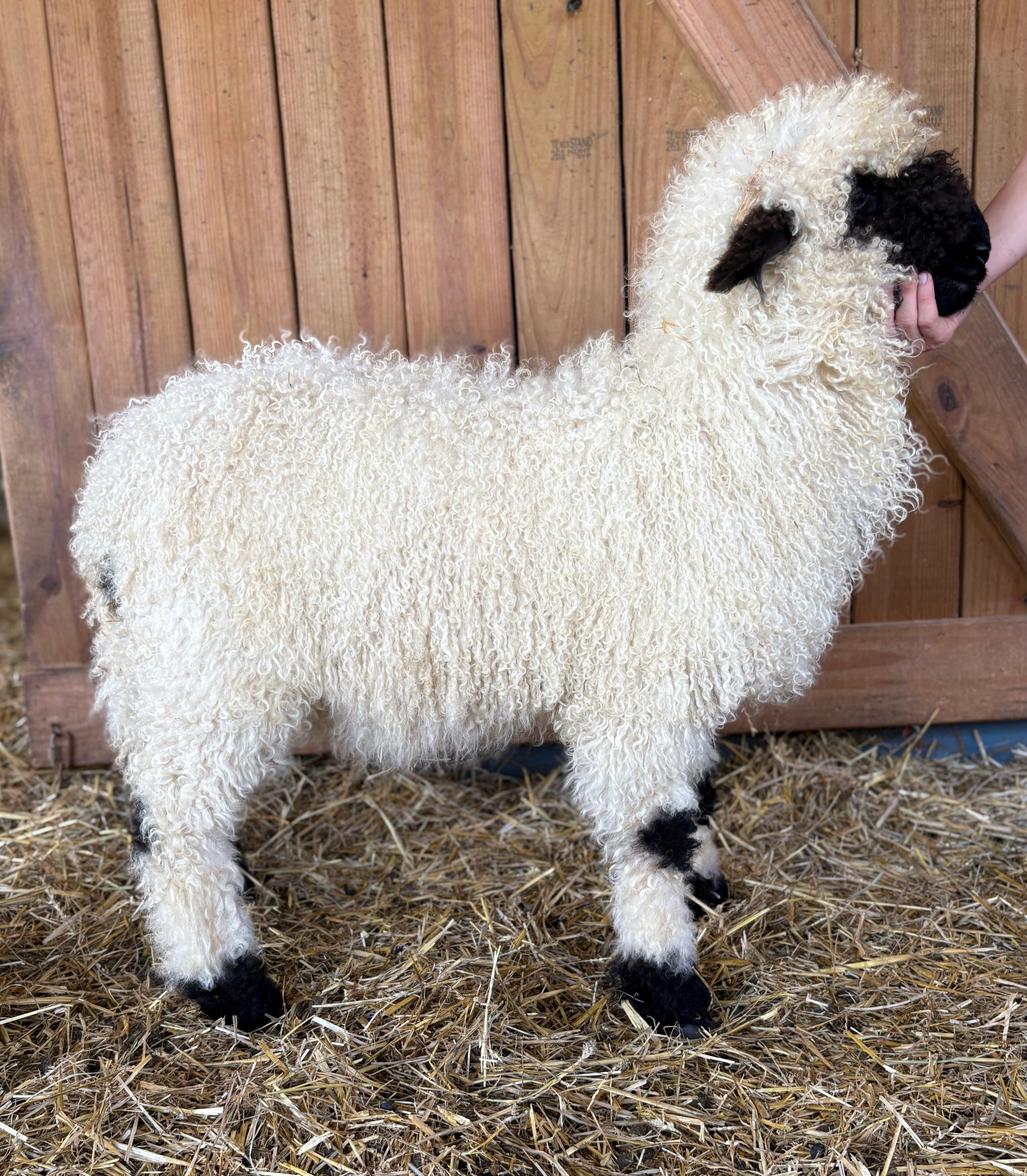 sheep Magic – Nashville Farm