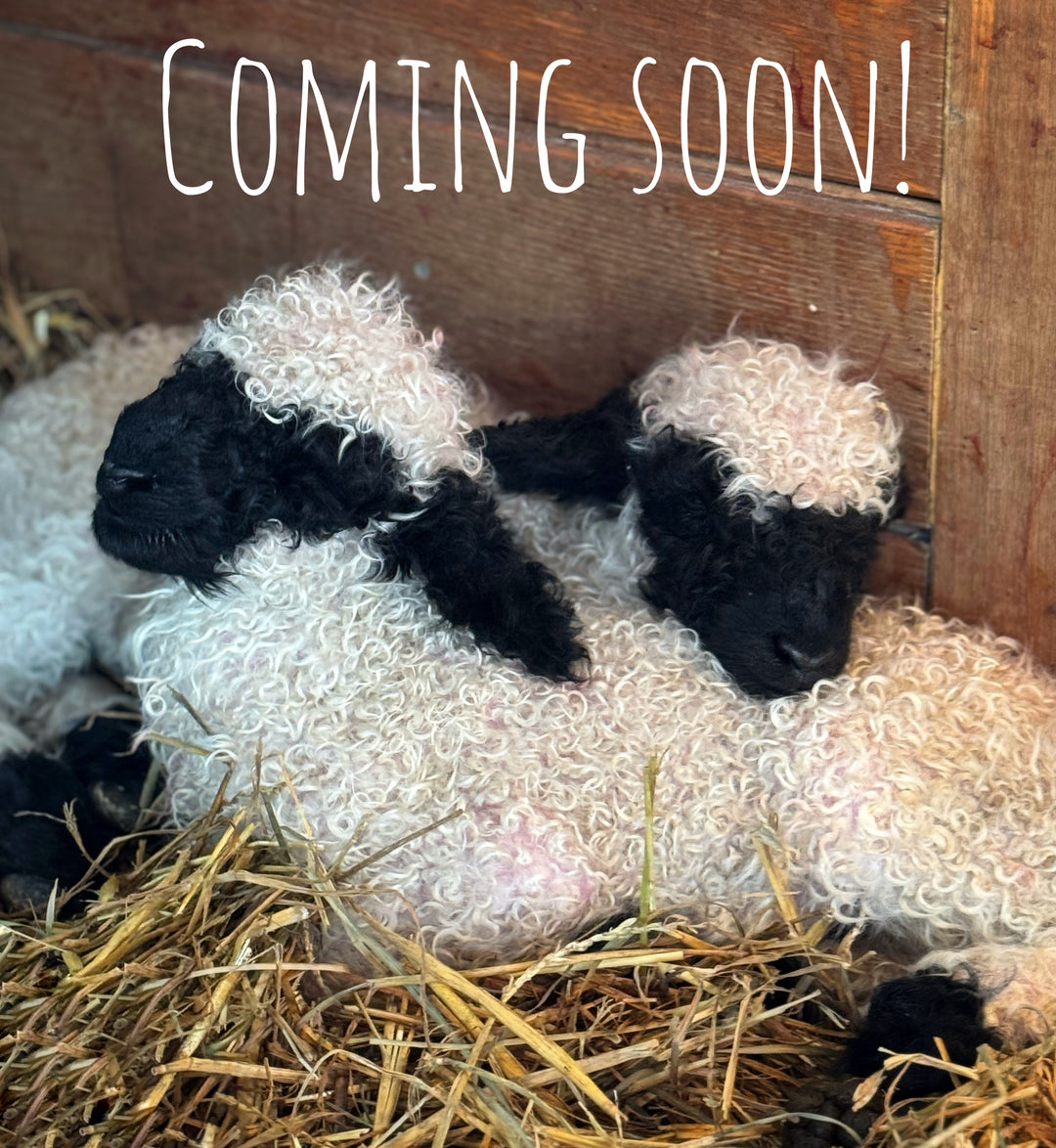 Francis X Isa Ewe Lamb (Name TBD)